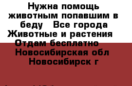 Нужна помощь животным попавшим в беду - Все города Животные и растения » Отдам бесплатно   . Новосибирская обл.,Новосибирск г.